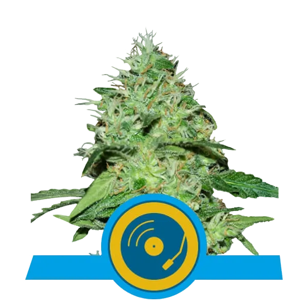 Joannes CBD | PHOTOFEM | Royal Queen Seeds