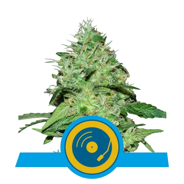 Joannes CBD | PHOTOFEM | Royal Queen Seeds