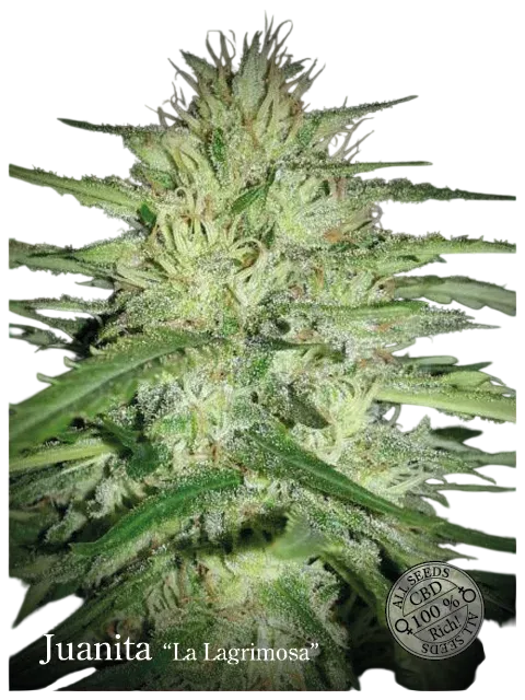 Juanita La Lagrimosa CBD | PHOTOFEM | Elite Seeds