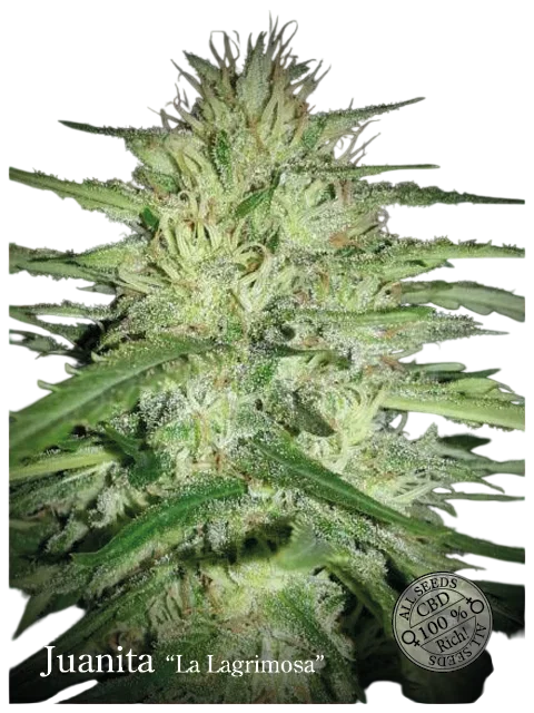 Juanita La Lagrimosa CBD | PHOTOFEM | Elite Seeds
