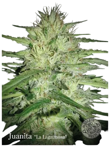 Juanita La Lagrimosa CBD