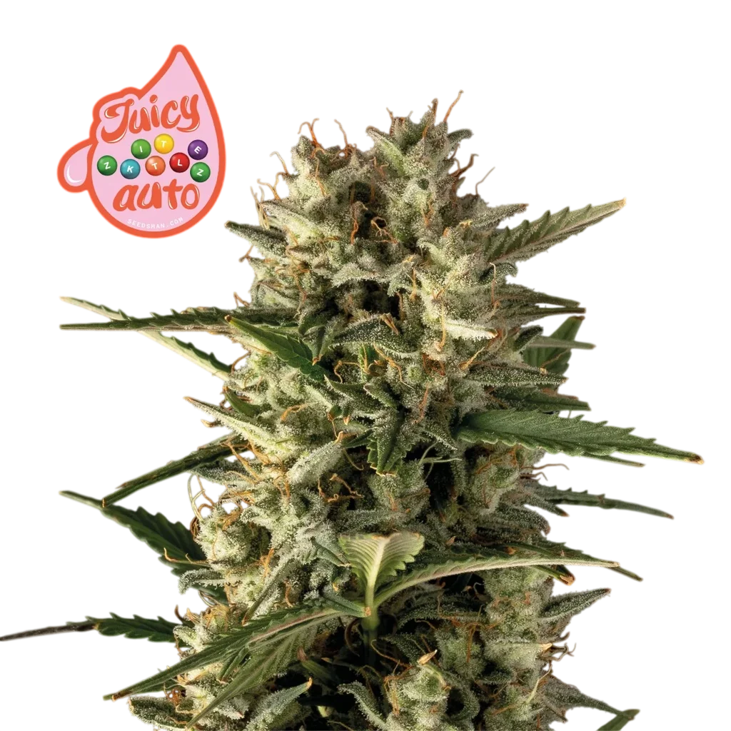 Juicy Zkittlez Auto | AUTOFEM | Seedsman