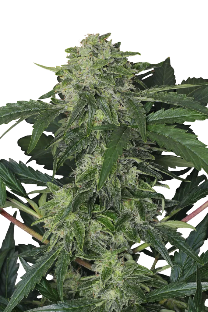 Jungle Fever Auto | AUTOFEM | Exotic Seed