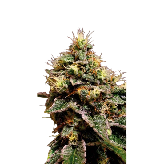 Kabrales | PHOTOFEM | Blimburn Seeds