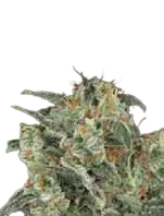 Kabrales Auto | AUTOFEM | Blimburn Seeds