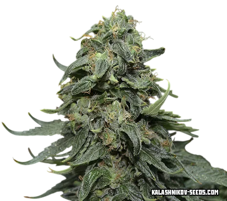 Kabul Express | PHOTOFEM | Kalashnikov Seeds