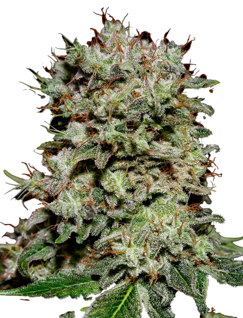 Kalashnikova | PHOTOFEM | Greenhouse Seed Co.