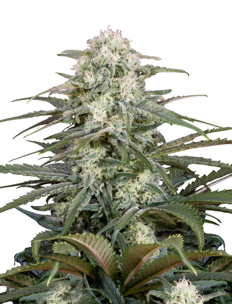 Kalashnikova Auto | AUTOFEM | Greenhouse Seed Co.