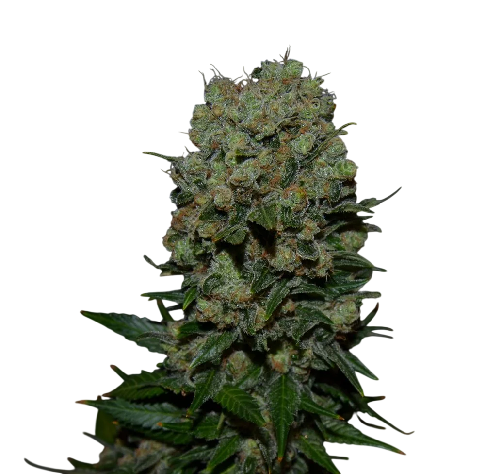 Kalashnikov Express | PHOTOFEM | Kalashnikov Seeds