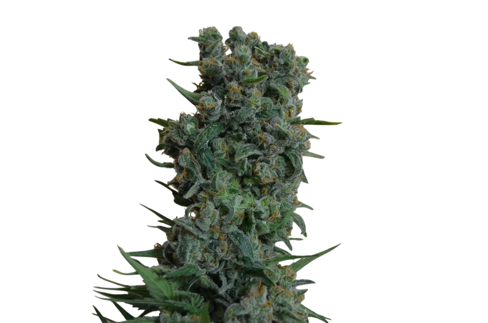 Kalashnikov Original | PHOTOFEM | Kalashnikov Seeds
