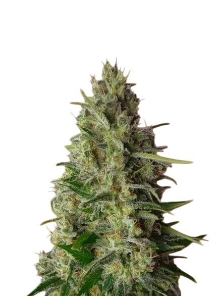 Kali 47 | PHOTOFEM | Advanced Seeds