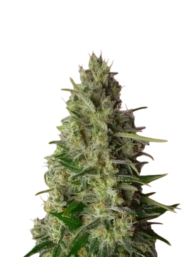 Kali 47