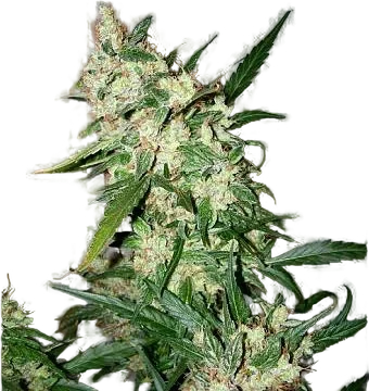 ASH | PHOTOREG | Mr. Nice Seedbank