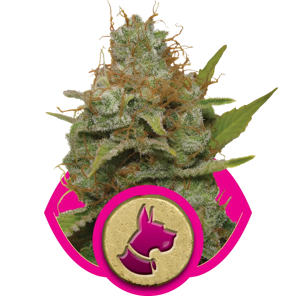 Kali Dog | PHOTOFEM | Royal Queen Seeds