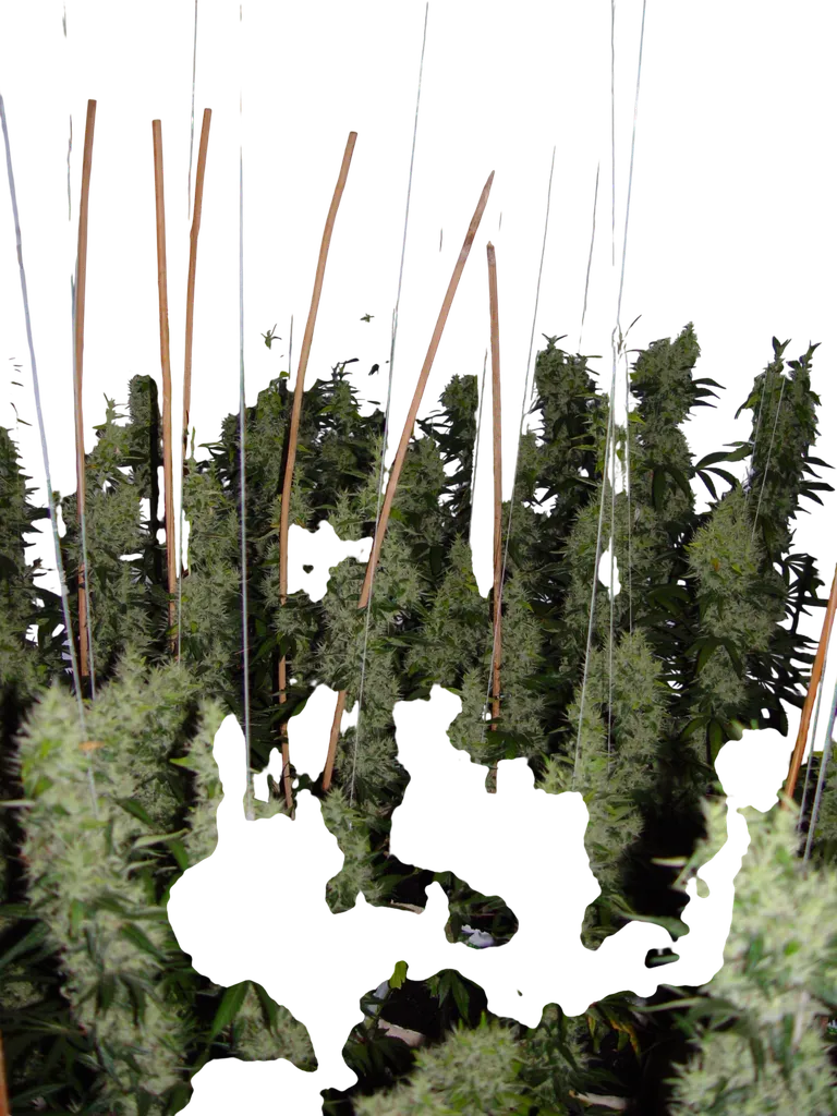 Kali Mist | PHOTOFEM | Serious Seeds