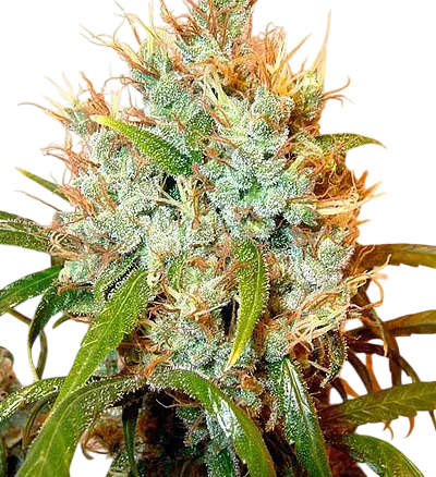 Kali Mist | PHOTOFEM | Serious Seeds