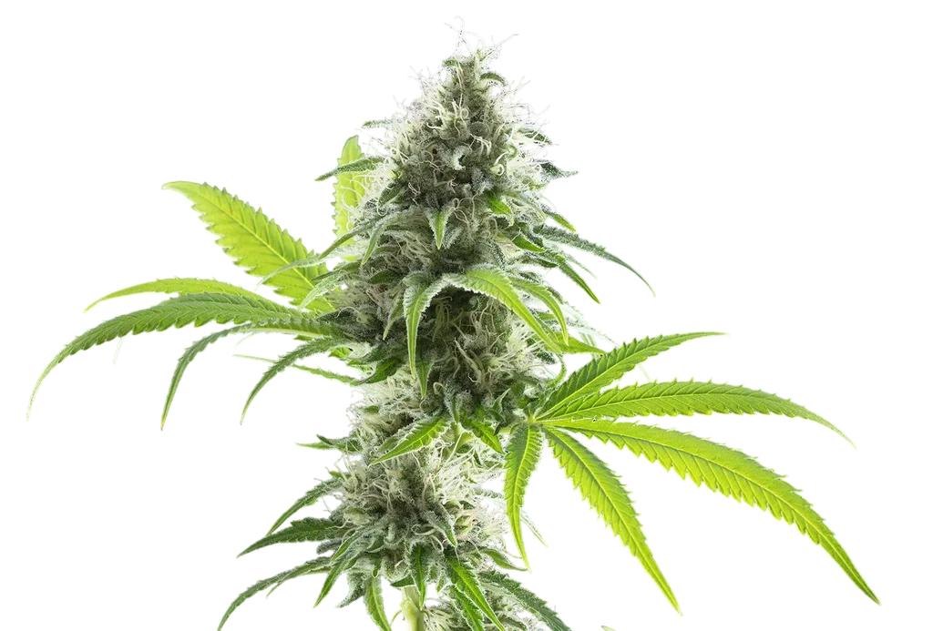 Kama Kush CBD | PHOTOFEM | Kannabia Seeds