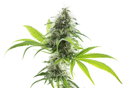 Kama Kush CBD