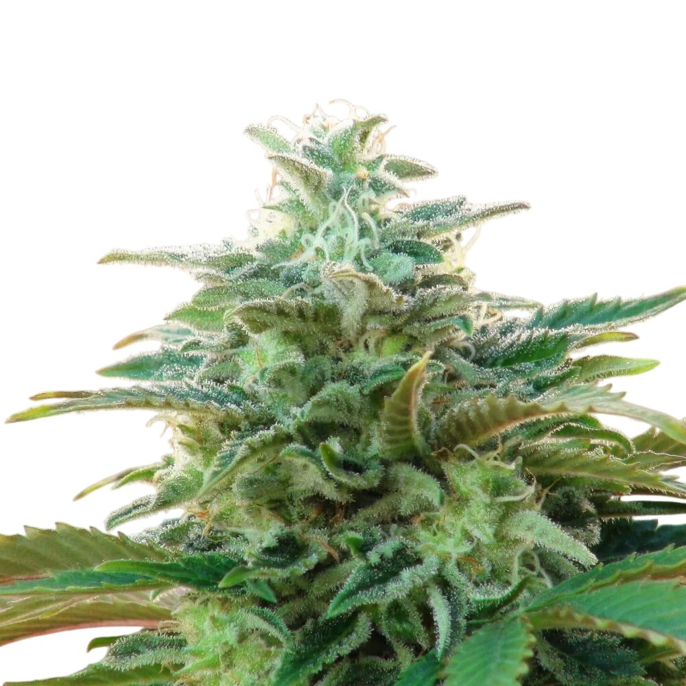 Kannabia CBDV Auto – Produktansicht