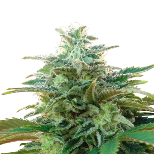 Kannabia CBDV Auto