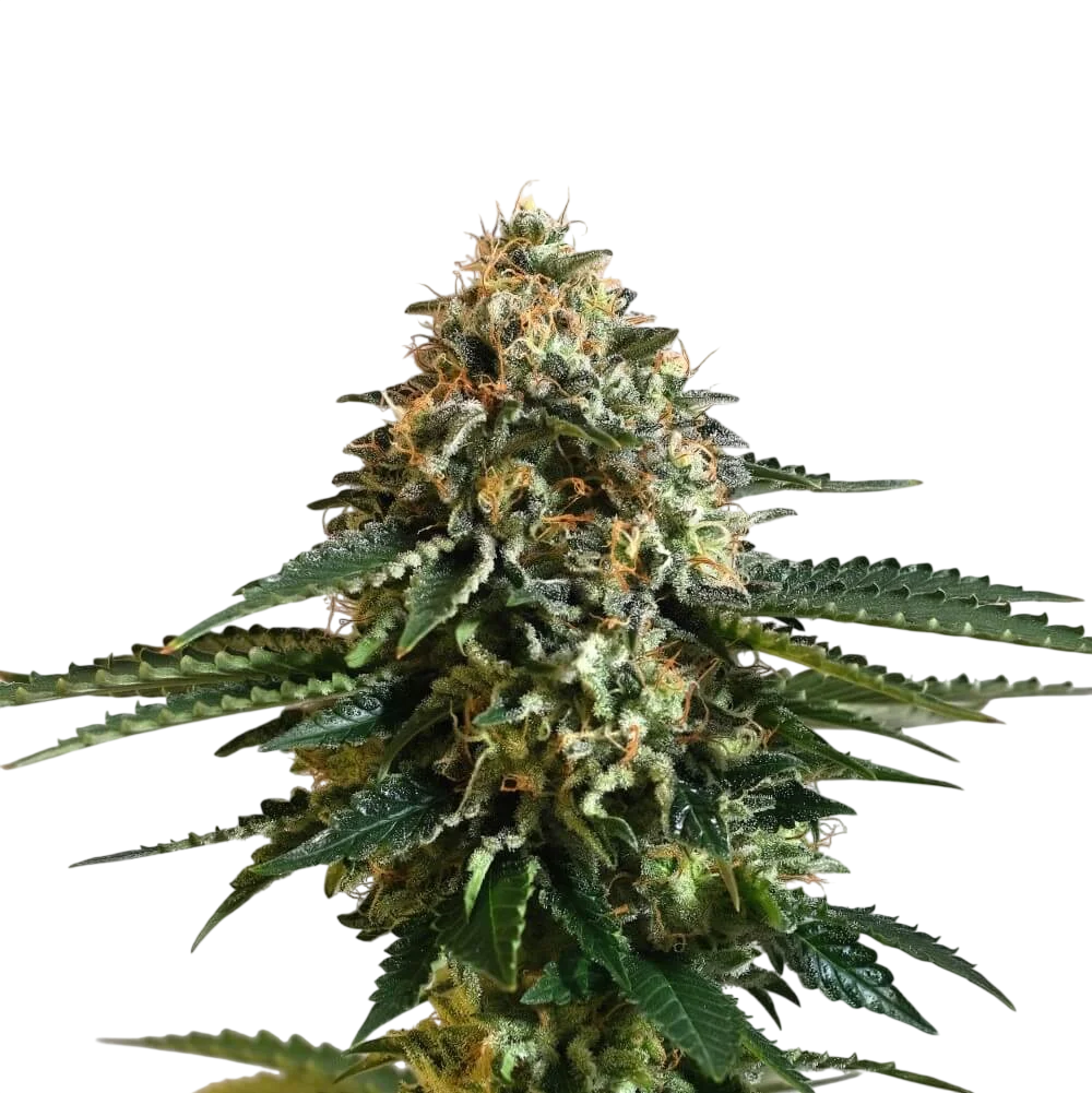Kannabia THCV | PHOTOFEM | Kannabia Seeds