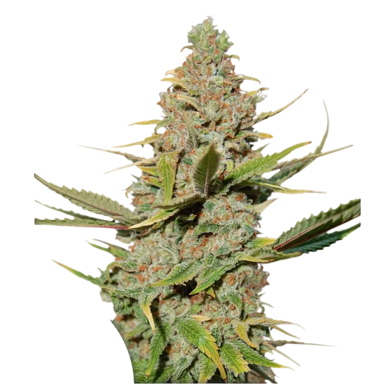 Karels Cookies | PHOTOREG | Super Sativa Seed Club