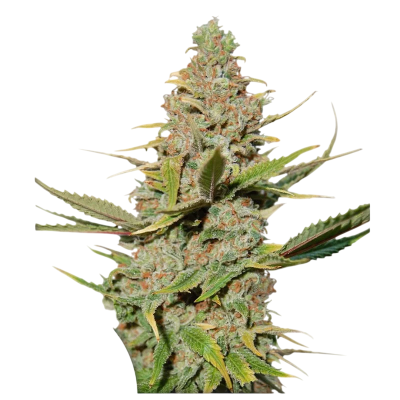 Karels Cookies | PHOTOREG | Super Sativa Seed Club