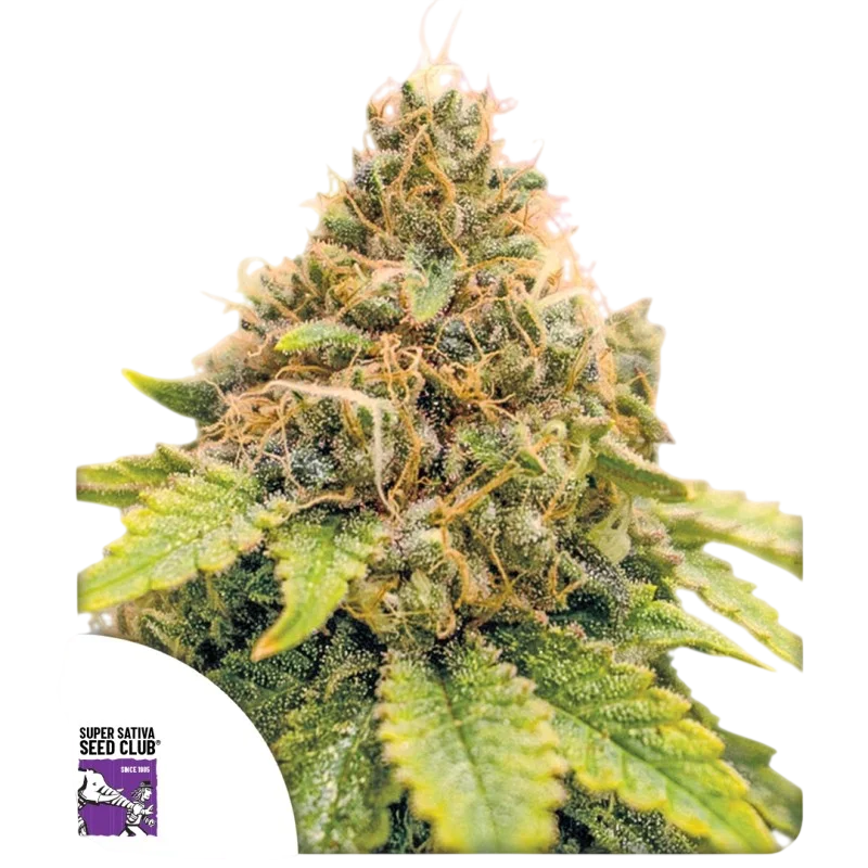 Karels Dank | PHOTOREG | Super Sativa Seed Club