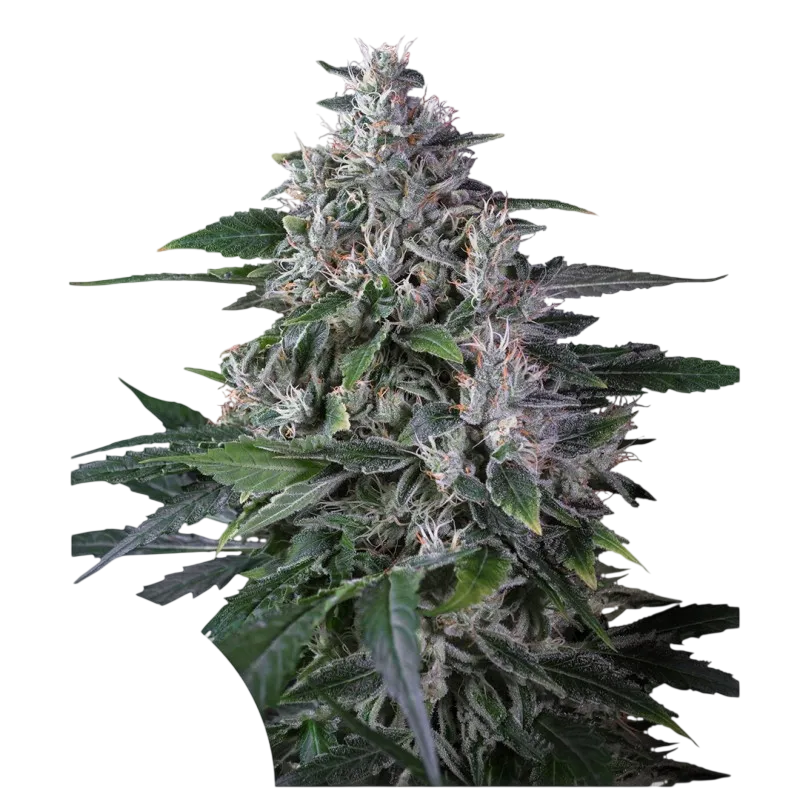 Karels Haze | PHOTOREG | Super Sativa Seed Club