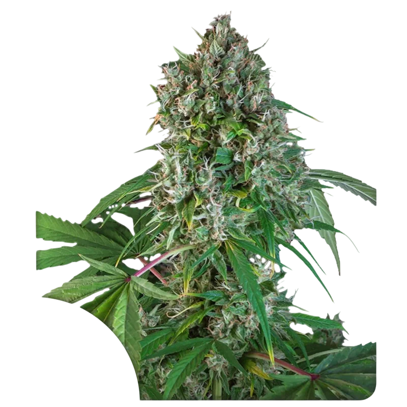 Karels Herer Haze | PHOTOREG | Super Sativa Seed Club