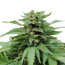 Karribean Mango (Karibena) | PHOTOFEM | Kannabia Seeds