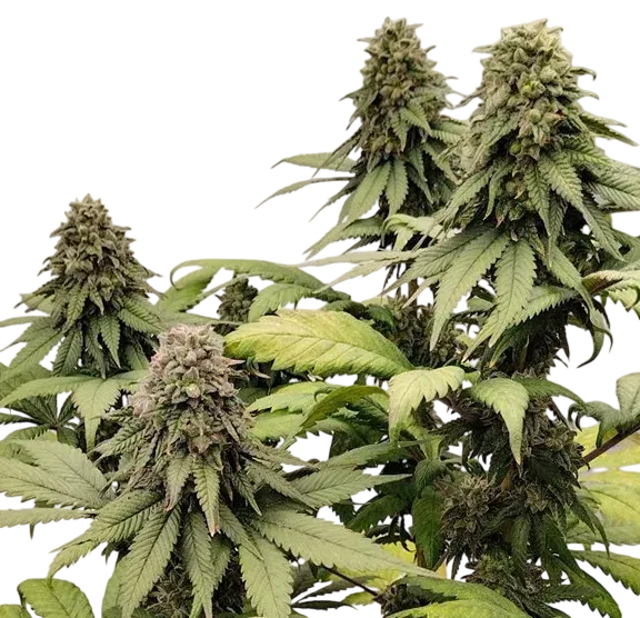 Kashmir | PHOTOREG | Ace Seeds