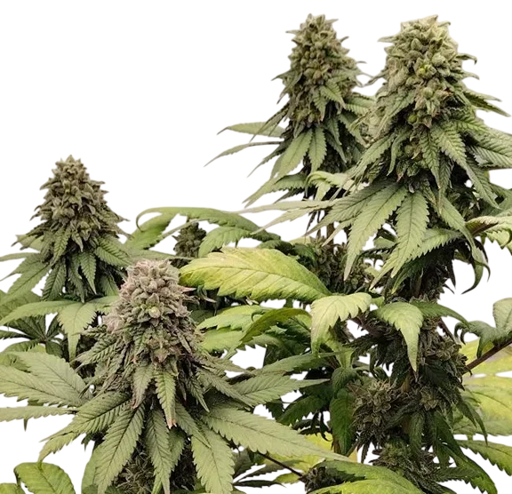 Kashmir | PHOTOREG | Ace Seeds