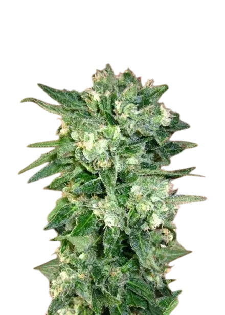 Kaya 47 Auto | AUTOFEM | Advanced Seeds
