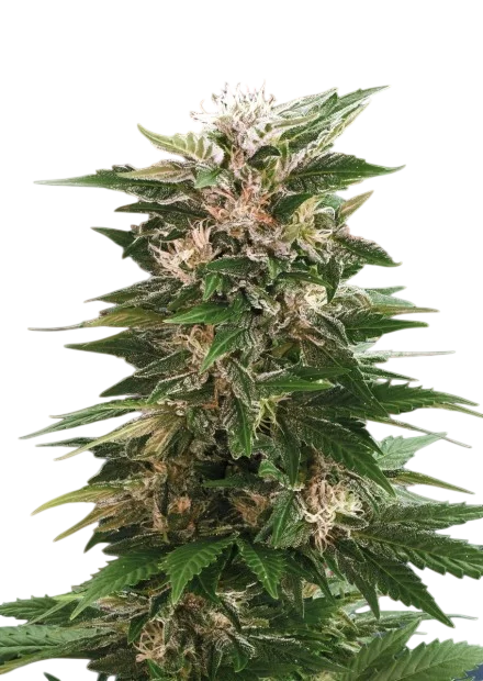 Kaya 47 | PHOTOFEM | Advanced Seeds