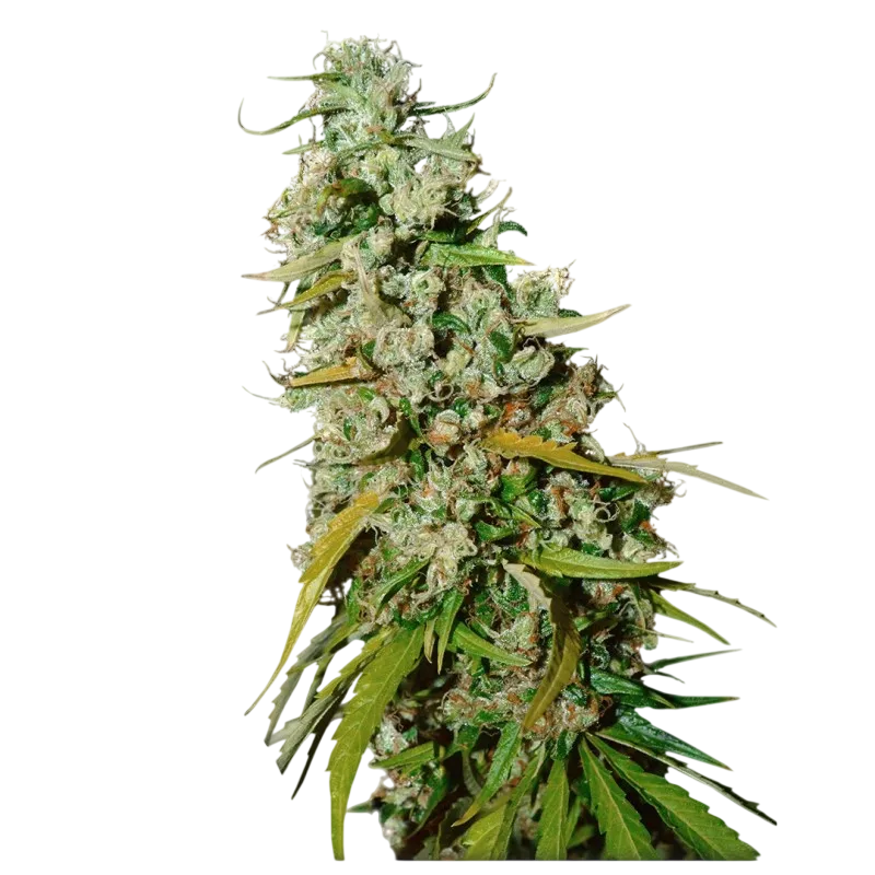 Kees Old School Haze | PHOTOREG | Super Sativa Seed Club