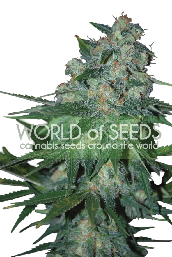 Ketama | PHOTOFEM | World of Seeds