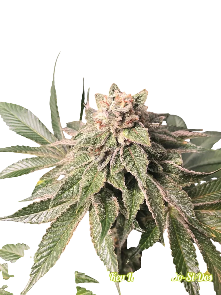 Key Lime Pie x Do-Si-Dos | PHOTOFEM | Philosopher Seeds