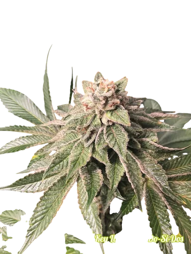 Key Lime Pie x Do-Si-Dos