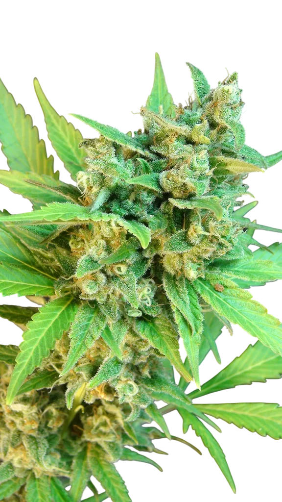 Kickass (B.Lee ) Auto | AUTOFEM | Kannabia Seeds
