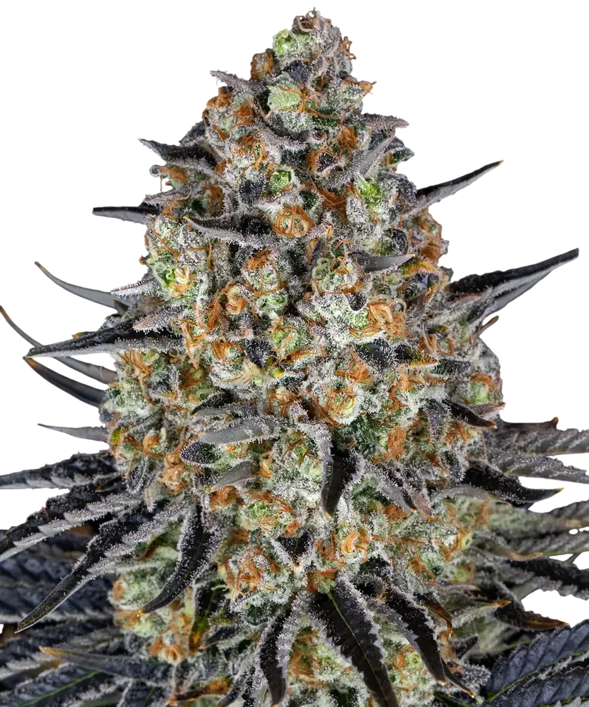 LSD | PHOTOFEM | Barneys Farm
