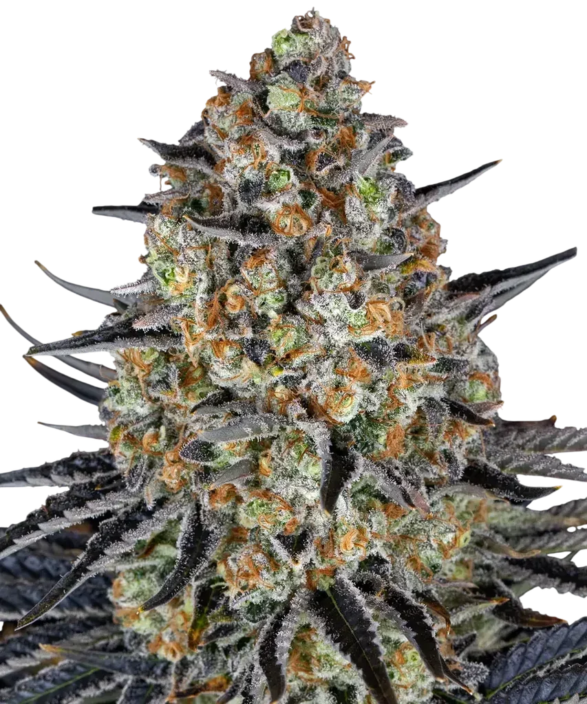 LSD | PHOTOFEM | Barneys Farm