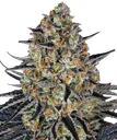 LSD | PHOTOFEM | Barneys Farm