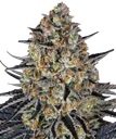 LSD | PHOTOFEM | Barneys Farm