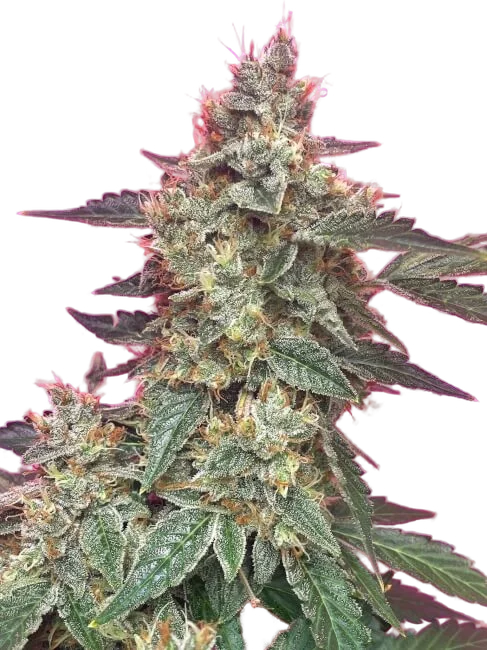 Aunt Ginnys Elixir CBD Auto | AUTOFEM | Mephisto Genetics