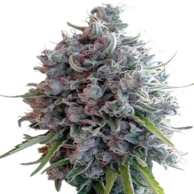 Killer A5 Haze | PHOTOREG | Ace Seeds