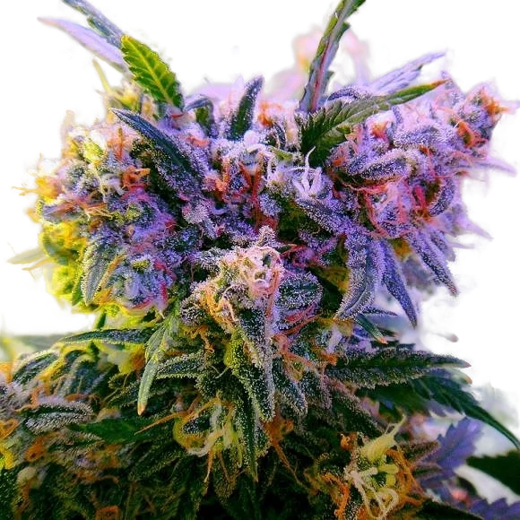 Aurora Indica | PHOTOFEM | Nirvana Seeds