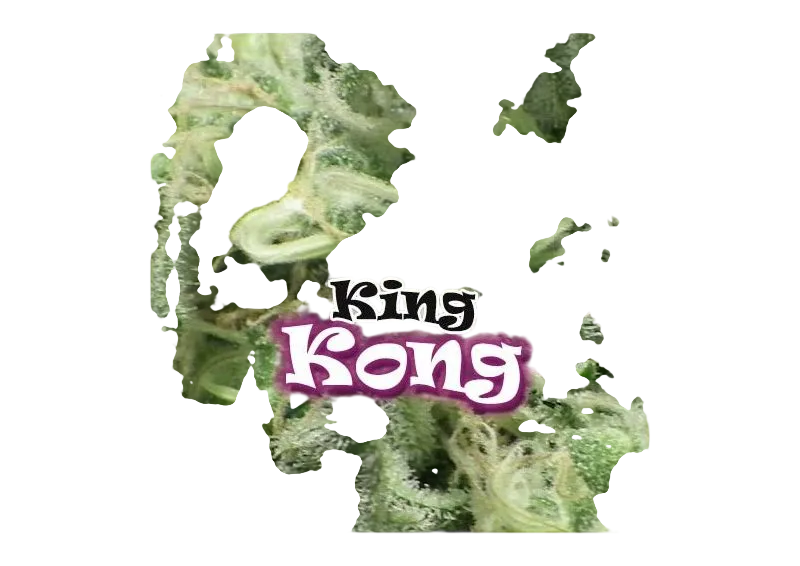 King Kong | PHOTOFEM | Dr. Underground