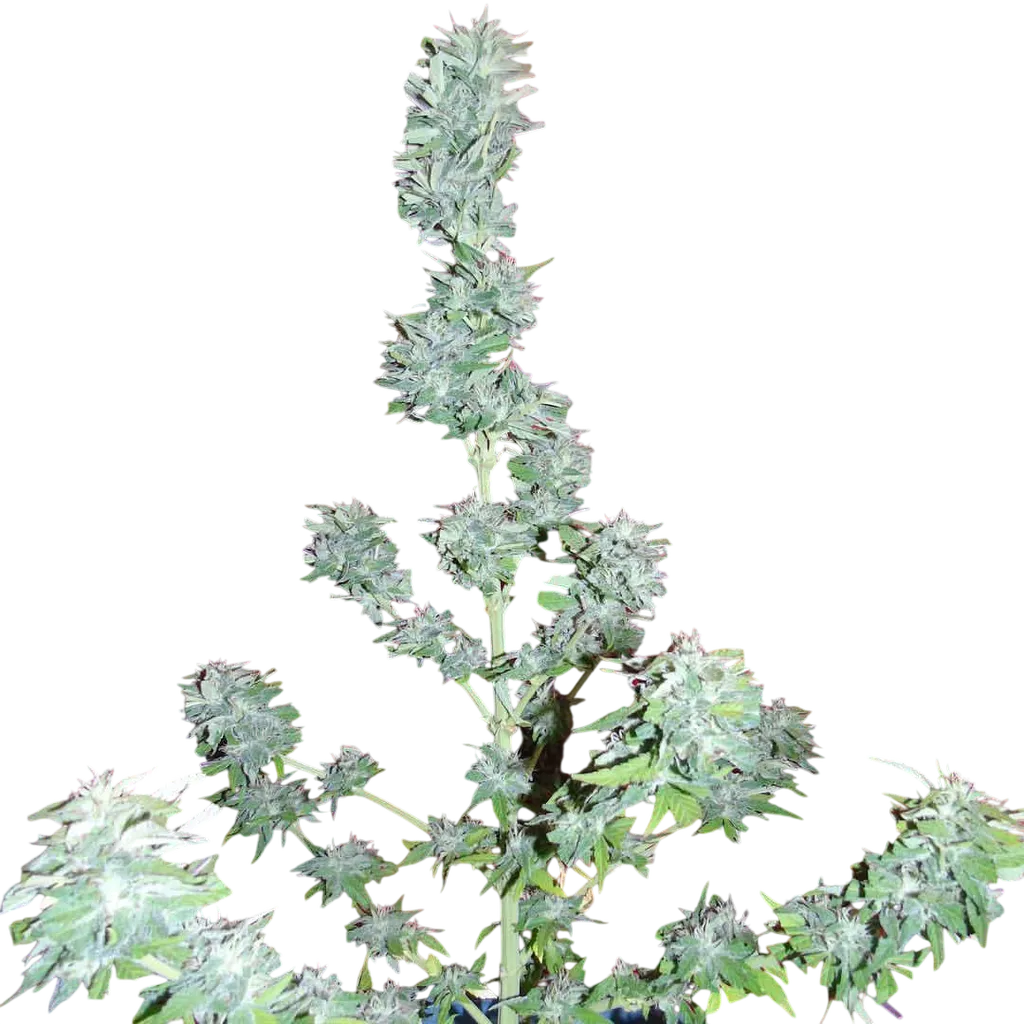 King Kong Auto | AUTOFEM | Dr. Underground