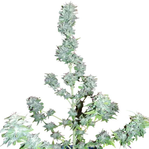 King Kong Auto